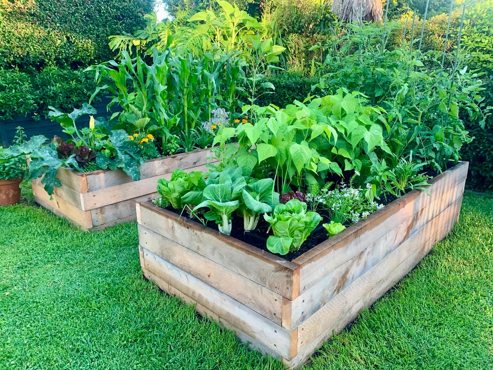 Handcrafted timber raised garden bed overflowing with vegetables